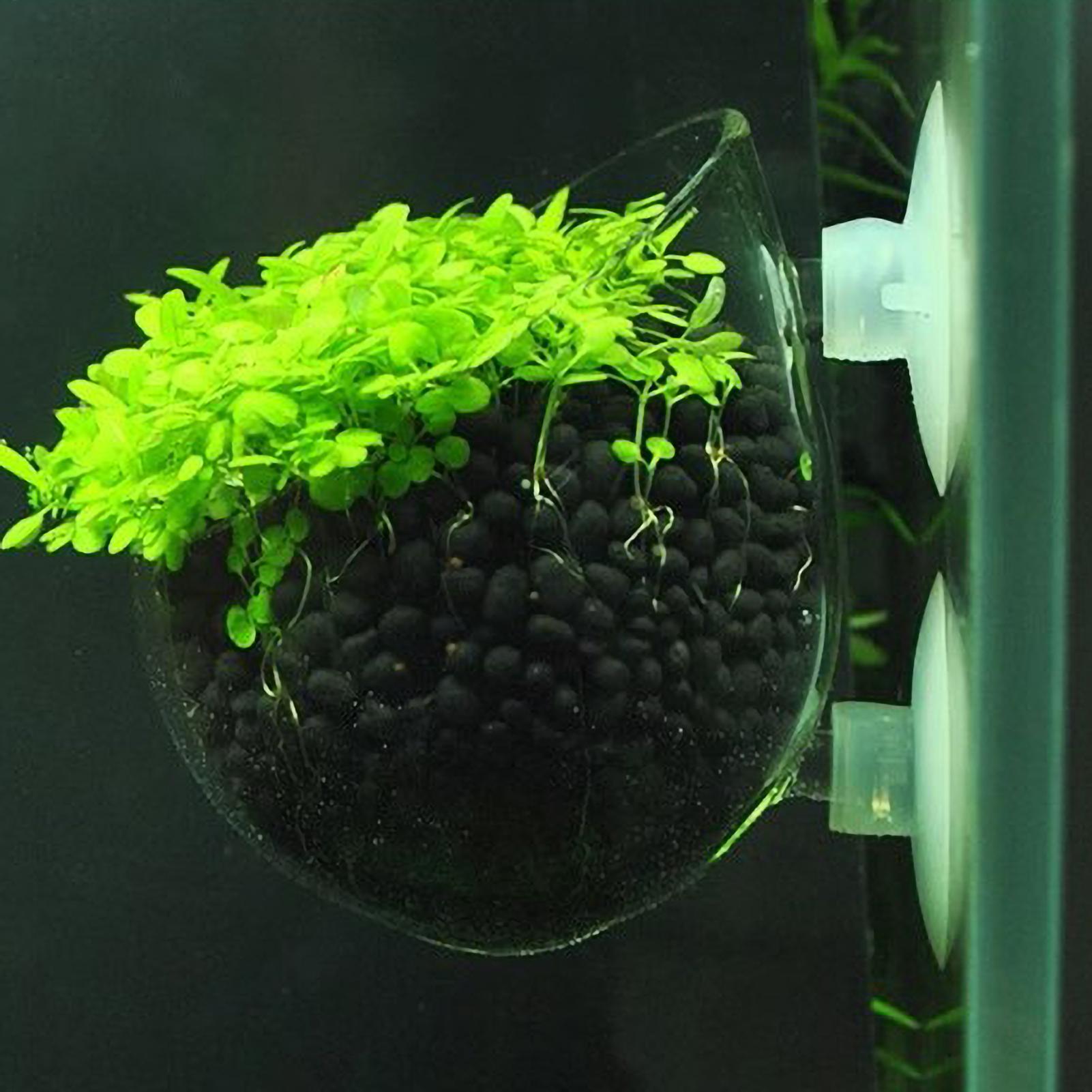Aquarium Plant Growth - ที่วางต้นไม้ในตู้ปลา กระถางแก้วสำหรับปลูกพืชน้ำ พร้อมจุกดูดสุญญากาศ สำหรับปลูกพืชสดในตู้ปลา ที่วางต้นไม้ในตู้ปลา ของตกแต่งตู้ปลา