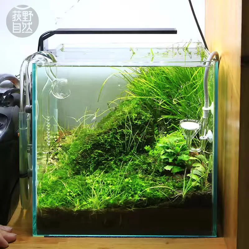 Planted Aquarium Mini - Chihiros C Series ADA สไตล์พืช Grow