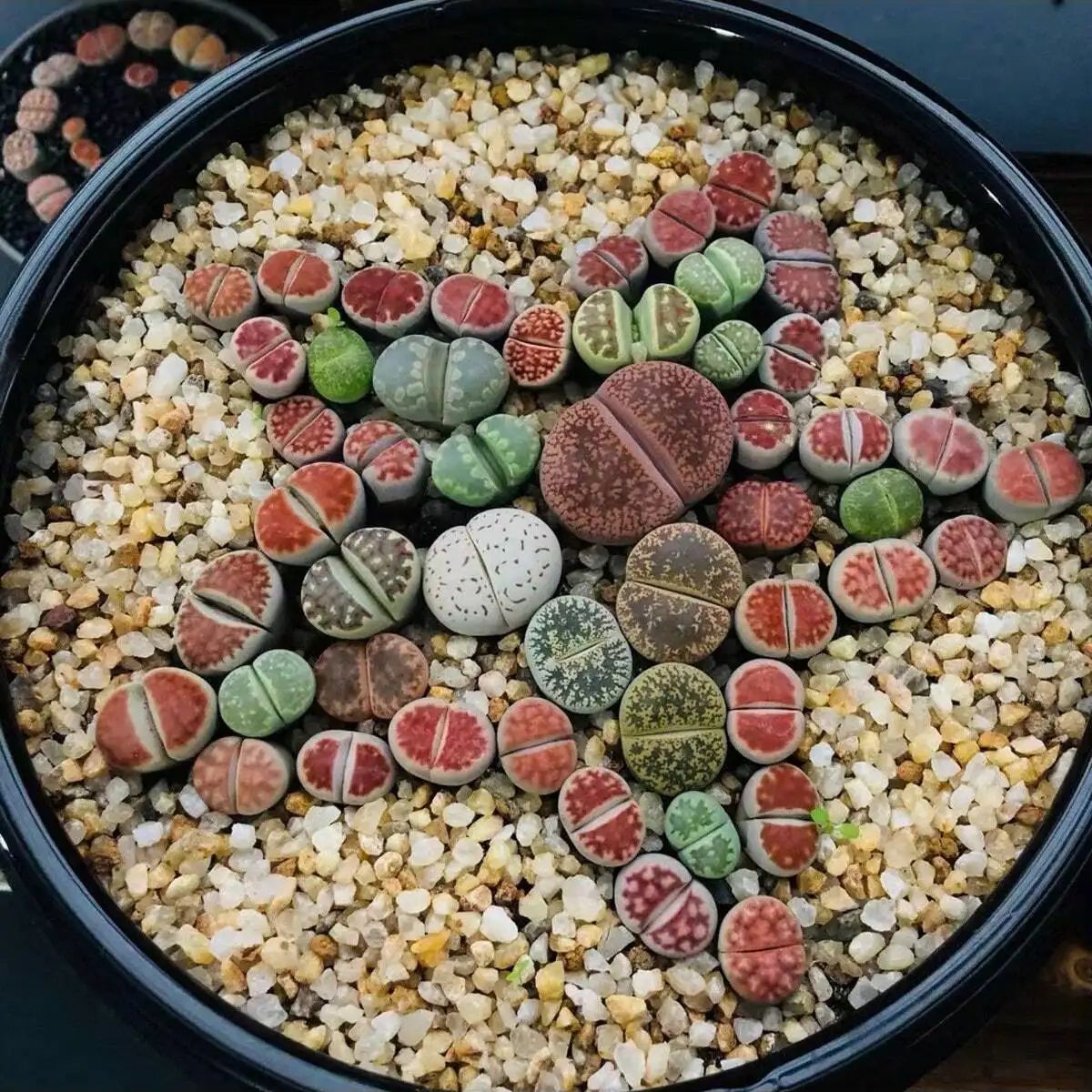 1 pc-250g คริสตัลธรรมชาติกรวดห - Planted Aquarium With Sand บทวิจารณ์และราคา