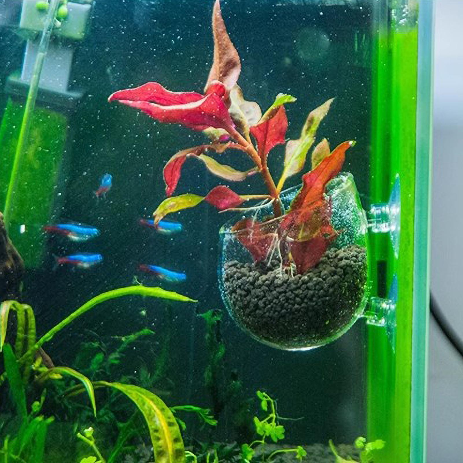 ที่วางต้นไม้ในตู้ปลา กระถางแก้ - Aquarium Plant Growth บทวิจารณ์และราคา
