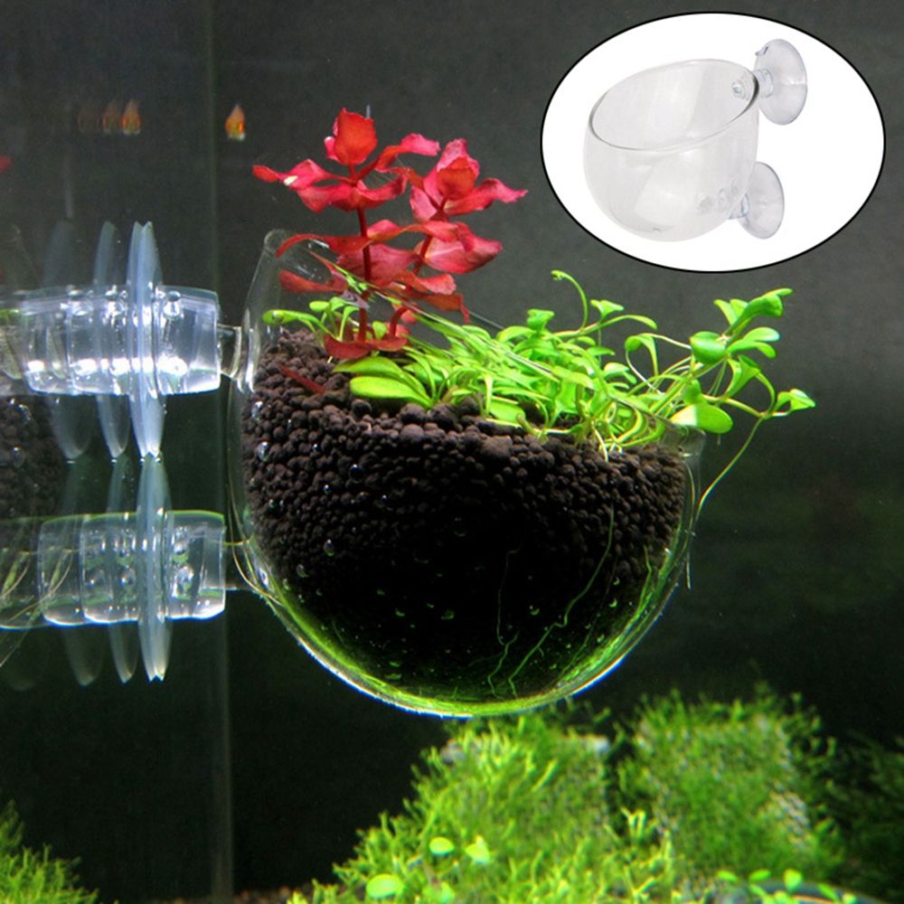 ถ้วยปลูกไม้น้ำขนาดเล็กสำหรับตก - Aquarium Plant Red บทวิจารณ์และราคา