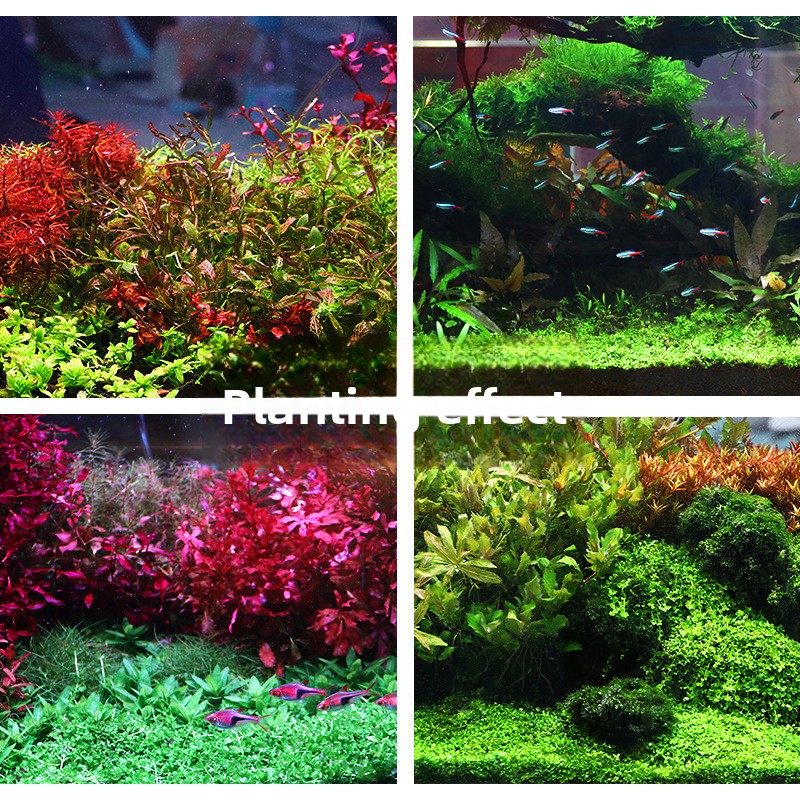 SYSENCIAGA ปลูก Aquarium พื้นผ - Planted Aquarium With Sand บทวิจารณ์และราคา