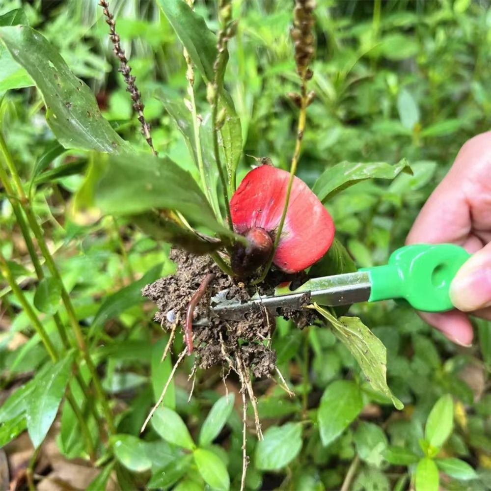 แหนบทำสวนสแตนเลส ปลายแหลมจัดเร - Planted Clip Tweezers บทวิจารณ์และราคา