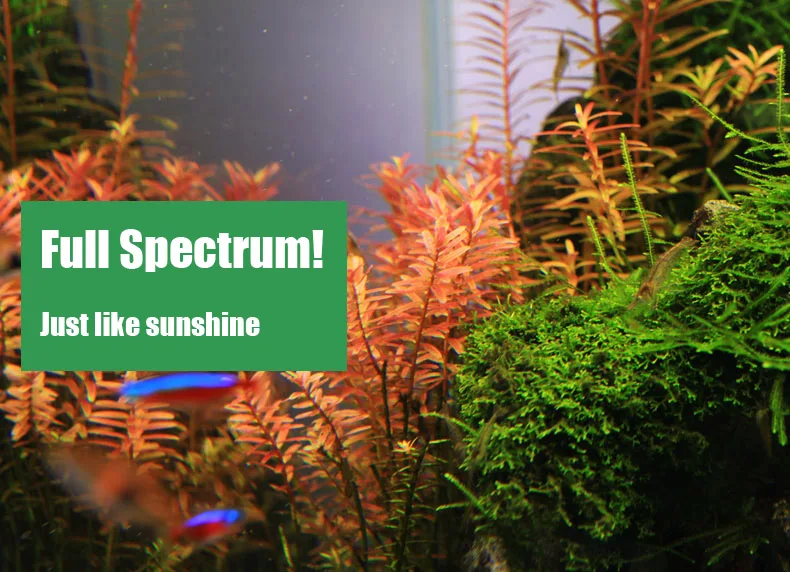 Chihiros C Series ADA สไตล์พืช - Planted Aquarium Mini บทวิจารณ์และราคา