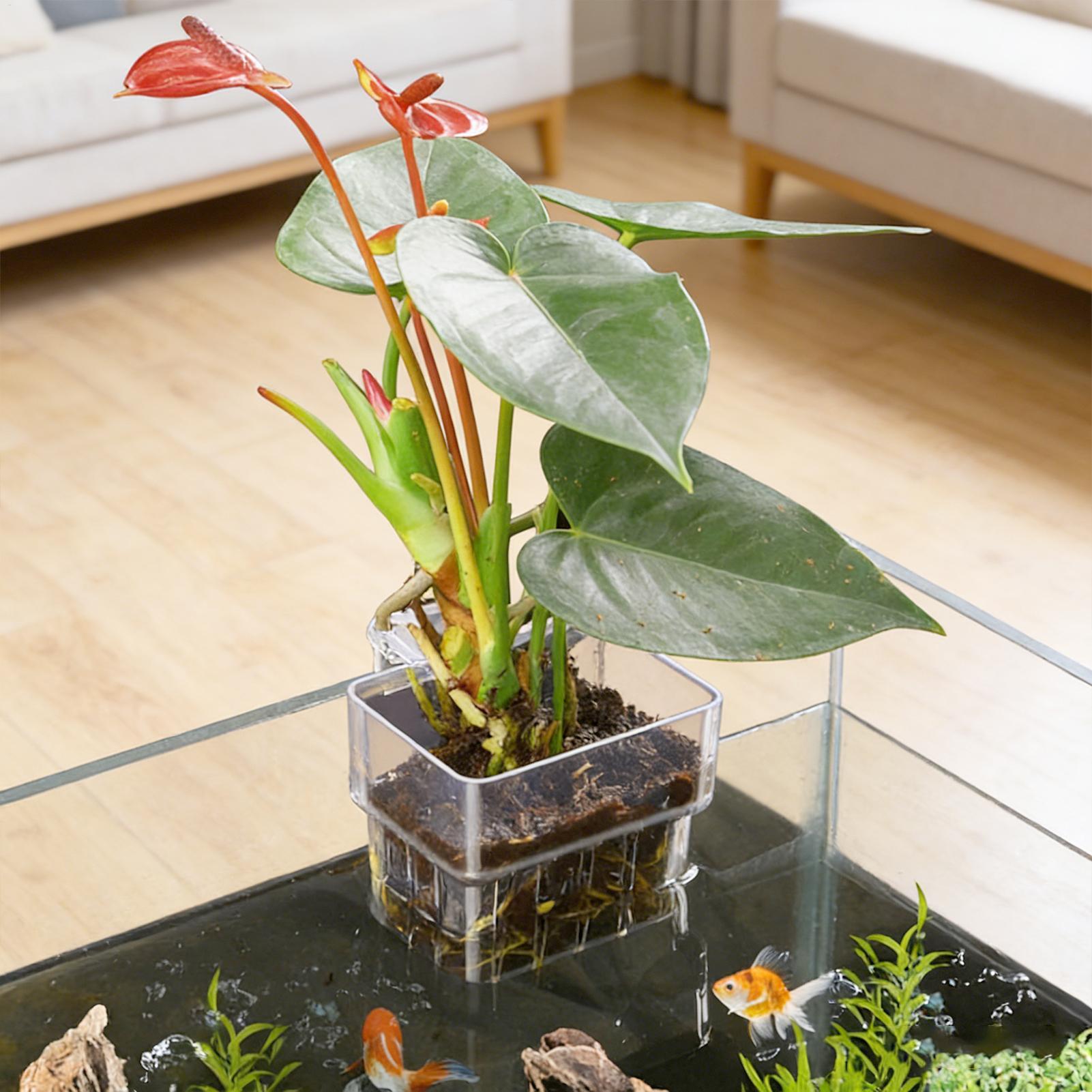 กระถางใสสำหรับแขวนปลูกพืชน้ำใน - Aquarium Plant Growth บทวิจารณ์และราคา