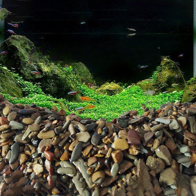 ทรายตกแต่งพื้นตู้ปลาแบบธรรมชาต - Planted Aquarium With Sand บทวิจารณ์และราคา